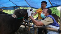 Petugas Dinas Ketahanan Pangan Kota Tangerang memeriksa kesehatan sapi di salah satu lokasi peternakan di Periuk, Kota Tangerang, Banten, Selasa (14/6/2022).