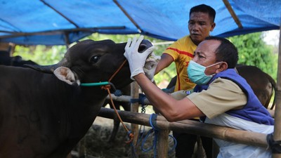 Ekspresi Hewan Kurban di Tangerang Saat Diperiksa Mulut dan Kakinya