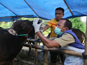 Ekspresi Hewan Kurban di Tangerang Saat Diperiksa Mulut dan Kakinya