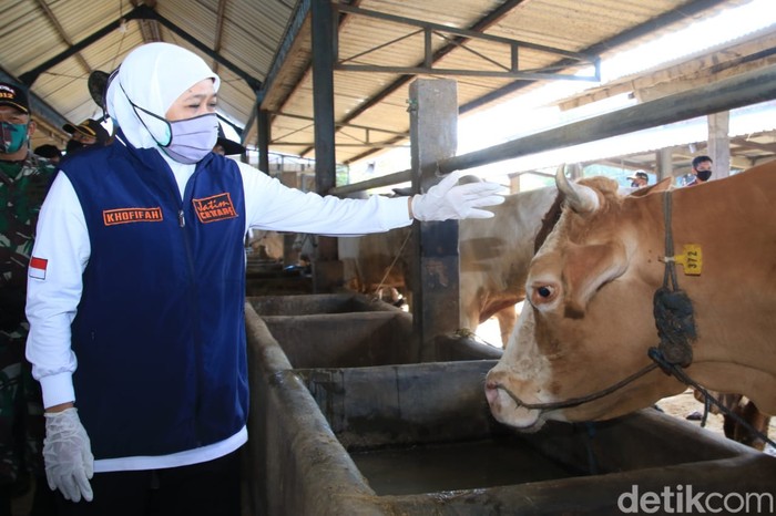 Gubernur Khofifah Indar Parawansa saat mengecek sapi yang kena PMK