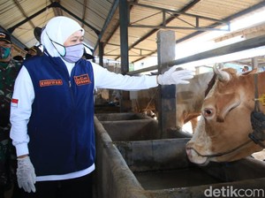 Capaian Vaksinasi PMK di Jatim Tertinggi Se-Indonesia
