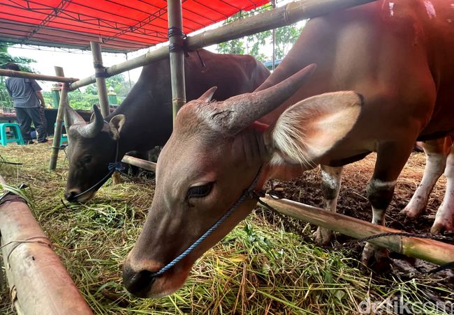 Bacaan Doa dan Niat Kurban Idul Adha bagi Muslim