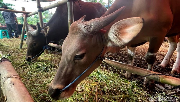 Penjualan hewan kurban mulai bergeliat menjelang Idul Adha. Hewan-hewan kurban itu dijual dengan harga yang bervariasi, mulai dari Rp 11 jutaan.