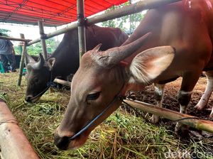Bacaan Doa dan Niat Kurban Idul Adha bagi Muslim
