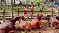 Selain itu, ada pula beberapa orang yang sudah mulai membeli sapi kurban.
