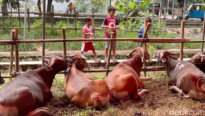 Penjualan hewan kurban mulai bergeliat menjelang Idul Adha. Hewan-hewan kurban itu dijual dengan harga yang bervariasi, mulai dari Rp 11 jutaan.