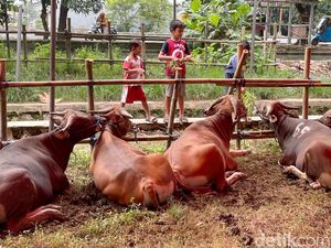 Kementan Klaim Stok Hewan Kurban Surplus, Jumlahnya 2,2 Juta Ekor