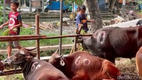 Sekitar satu bulan menjelang Idul Adha, penjual mulai menjajakan beragam hewan kurban di sejumlah ruas jalan kawasan Bekasi.