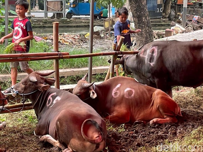 Penjualan hewan kurban mulai bergeliat menjelang Idul Adha. Hewan-hewan kurban itu dijual dengan harga yang bervariasi, mulai dari Rp 11 jutaan.