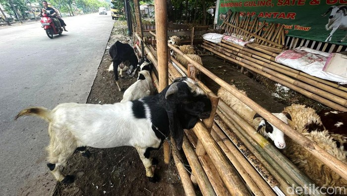 Jelang Idul Adha, Penjualan Hewan Kurban Mulai Marak di Bekasi Penjualan hewan kurban mulai bergeliat menjelang Idul Adha. Hewan-hewan kurban itu dijual dengan harga yang bervariasi, mulai dari Rp 11 jutaan.