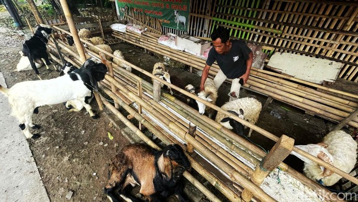 Jelang Idul Adha, Penjualan Hewan Kurban Mulai Marak di Bekasi Penjualan hewan kurban mulai bergeliat menjelang Idul Adha. Hewan-hewan kurban itu dijual dengan harga yang bervariasi, mulai dari Rp 11 jutaan.