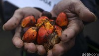Forum Masyarakat Antikorupsi ini meminta pemerintah untuk mengatasi kelangkaan dan mahalnya minyak goreng.