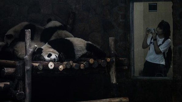 Sesuai namanya, tempat ini bukan kebun binatang. Memang, para pengunjung bisa menonton tingkah polah para panda yang dilepas di kandang terbuka dan hanya dibatasi pagar seperti di kebun binatang. Sesuai namanya, tempat ini bukan kebun binatang. Memang, para pengunjung bisa menonton tingkah polah para panda yang dilepas di kandang terbuka dan hanya dibatasi pagar seperti di kebun binatang.Â