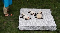 Penangkaran yang dibangun pada tahun 1987 ini dimulai dengan 6 ekor panda raksasa yang diselamatkan dari alam liar. Pada tahun 2020, jumlah pandanya hampir 200 ekor. 