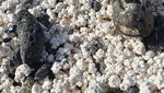 Foto: Ada Pantai Popcorn di Spanyol