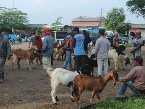 16 Pasar Hewan di Kabupaten Blitar Ditutup Sementara, Ini Daftarnya