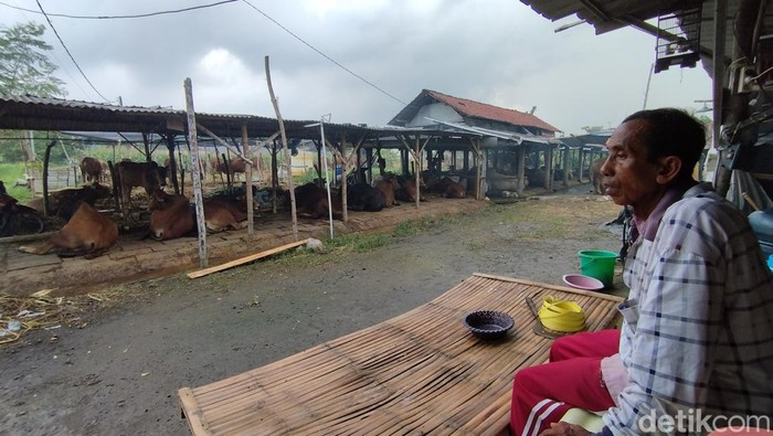 Peternak sapi Gresik