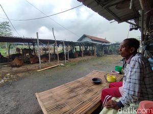 Dilarang Jual Sapi ke Luar Kota, Peternak di Gresik Menjerit