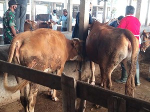 Sebaran PMK di Lamongan Meluas ke 23 Kecamatan, 2.000 Ekor Sapi Terjangkit