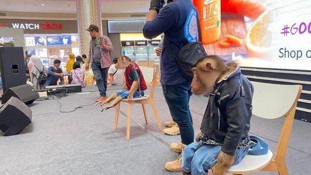 Primata dirantai dan diberi baju yang ditampilkan pada acara 'Pengenalan dan Cara Merawat Primata Asli Indonesia' di Mal Pesona Square.