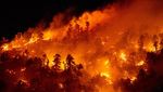 Saat Kebakaran Hutan di California Jadi Tontonan Warga