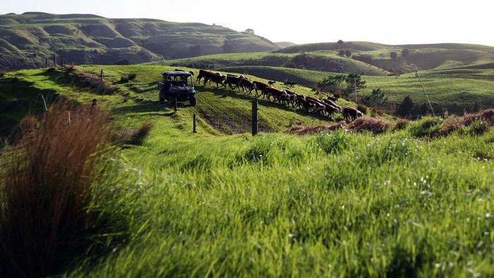 Selandia Baru Bakal Tarik Pajak Hewan Ternak Lho AUCKLAND, NEW ZEALAND - JUNE 14: A flock of lambs is moved across a hill paddock on the Dill farm in Kaipara Hills on June 14, 2022 in Auckland, New Zealand. Fifth-generation farmer Steve Dill runs a 510-hectare sheep and beef farm in Kaipara Hills north of Auckland. The steep hill country farm winters 2000 sheep and 400 cattle. Steve Dill recently registered the farm as part of New Zealand's Emissions Trading Scheme. The farm also plants up to 2000 trees each year along streams and riverbanks (known as riparian planting) to help protect and improve waterways. New Zealand is considering a proposal to tax farmers for agricultural emissions as part of the country's plan to cut greenhouse gas emissions. Under the He Waka Eke Noa plan, farmers would be charged for the methane emissions from the animals they keep and would be the first in the world to do so. Under the proposal, farmers will have to pay for their gas emissions from 2025. (Photo by Fiona Goodall/Getty Images)