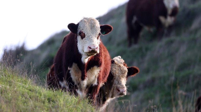 AUCKLAND, NEW ZEALAND - JUNE 14: A flock of lambs is moved across a hill paddock on the Dill farm in Kaipara Hills on June 14, 2022 in Auckland, New Zealand. Fifth-generation farmer Steve Dill runs a 510-hectare sheep and beef farm in Kaipara Hills north of Auckland. The steep hill country farm winters 2000 sheep and 400 cattle. Steve Dill recently registered the farm as part of New Zealands Emissions Trading Scheme. The farm also plants up to 2000 trees each year along streams and riverbanks (known as riparian planting) to help protect and improve waterways. New Zealand is considering a proposal to tax farmers for agricultural emissions as part of the countrys plan to cut greenhouse gas emissions. Under the He Waka Eke Noa plan, farmers would be charged for the methane emissions from the animals they keep and would be the first in the world to do so. Under the proposal, farmers will have to pay for their gas emissions from 2025. (Photo by Fiona Goodall/Getty Images)