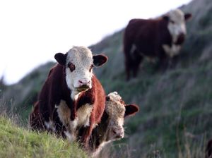 Sapi Hasil Kloning Pertama Rusia Sukses Melahirkan