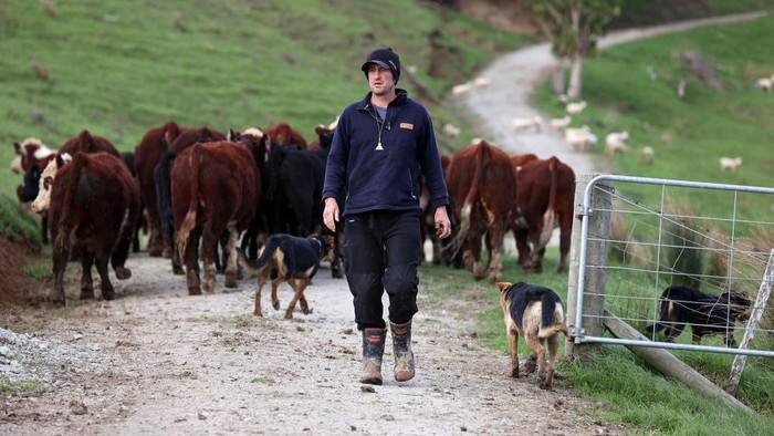 AUCKLAND, NEW ZEALAND - JUNE 14: A flock of lambs is moved across a hill paddock on the Dill farm in Kaipara Hills on June 14, 2022 in Auckland, New Zealand. Fifth-generation farmer Steve Dill runs a 510-hectare sheep and beef farm in Kaipara Hills north of Auckland. The steep hill country farm winters 2000 sheep and 400 cattle. Steve Dill recently registered the farm as part of New Zealands Emissions Trading Scheme. The farm also plants up to 2000 trees each year along streams and riverbanks (known as riparian planting) to help protect and improve waterways. New Zealand is considering a proposal to tax farmers for agricultural emissions as part of the countrys plan to cut greenhouse gas emissions. Under the He Waka Eke Noa plan, farmers would be charged for the methane emissions from the animals they keep and would be the first in the world to do so. Under the proposal, farmers will have to pay for their gas emissions from 2025. (Photo by Fiona Goodall/Getty Images)