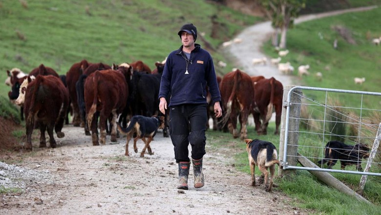 Selandia Baru Bakal Tarik Pajak Hewan Ternak Lho AUCKLAND, NEW ZEALAND - JUNE 14: A flock of lambs is moved across a hill paddock on the Dill farm in Kaipara Hills on June 14, 2022 in Auckland, New Zealand. Fifth-generation farmer Steve Dill runs a 510-hectare sheep and beef farm in Kaipara Hills north of Auckland. The steep hill country farm winters 2000 sheep and 400 cattle. Steve Dill recently registered the farm as part of New Zealands Emissions Trading Scheme. The farm also plants up to 2000 trees each year along streams and riverbanks (known as riparian planting) to help protect and improve waterways. New Zealand is considering a proposal to tax farmers for agricultural emissions as part of the countrys plan to cut greenhouse gas emissions. Under the He Waka Eke Noa plan, farmers would be charged for the methane emissions from the animals they keep and would be the first in the world to do so. Under the proposal, farmers will have to pay for their gas emissions from 2025. (Photo by Fiona Goodall/Getty Images)