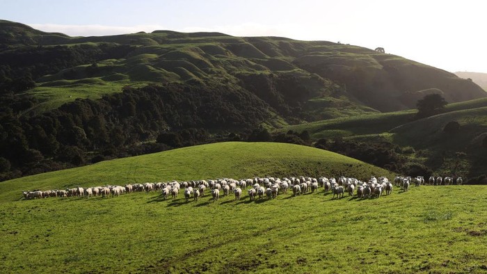 Selandia Baru Bakal Tarik Pajak Hewan Ternak Lho AUCKLAND, NEW ZEALAND - JUNE 14: A flock of lambs is moved across a hill paddock on the Dill farm in Kaipara Hills on June 14, 2022 in Auckland, New Zealand. Fifth-generation farmer Steve Dill runs a 510-hectare sheep and beef farm in Kaipara Hills north of Auckland. The steep hill country farm winters 2000 sheep and 400 cattle. Steve Dill recently registered the farm as part of New Zealand's Emissions Trading Scheme. The farm also plants up to 2000 trees each year along streams and riverbanks (known as riparian planting) to help protect and improve waterways. New Zealand is considering a proposal to tax farmers for agricultural emissions as part of the country's plan to cut greenhouse gas emissions. Under the He Waka Eke Noa plan, farmers would be charged for the methane emissions from the animals they keep and would be the first in the world to do so. Under the proposal, farmers will have to pay for their gas emissions from 2025. (Photo by Fiona Goodall/Getty Images)