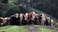 Kawanan banteng terlihat di peternakan Dill, Kaipara Hills, Aucland, Selandia Baru, Selasa (13/6/2022).