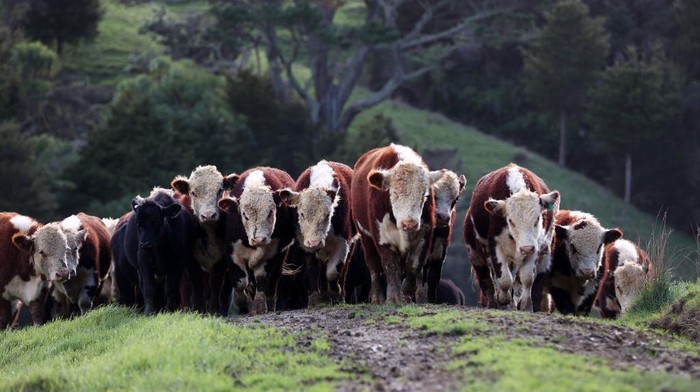 Selandia Baru Bakal Tarik Pajak Hewan Ternak Lho AUCKLAND, NEW ZEALAND - JUNE 14: A flock of lambs is moved across a hill paddock on the Dill farm in Kaipara Hills on June 14, 2022 in Auckland, New Zealand. Fifth-generation farmer Steve Dill runs a 510-hectare sheep and beef farm in Kaipara Hills north of Auckland. The steep hill country farm winters 2000 sheep and 400 cattle. Steve Dill recently registered the farm as part of New Zealand's Emissions Trading Scheme. The farm also plants up to 2000 trees each year along streams and riverbanks (known as riparian planting) to help protect and improve waterways. New Zealand is considering a proposal to tax farmers for agricultural emissions as part of the country's plan to cut greenhouse gas emissions. Under the He Waka Eke Noa plan, farmers would be charged for the methane emissions from the animals they keep and would be the first in the world to do so. Under the proposal, farmers will have to pay for their gas emissions from 2025. (Photo by Fiona Goodall/Getty Images)