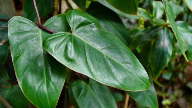 Tanaman Hias Blushing Philodendron Tropical 'Philodendron Erubescens Red Emerald' plant leaf with arrow shaped long leaves, red stem, native to Colombia
