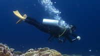 Wisata laut di Wakatobi ini menjadi daya tarik tersendiri bagi wisatawan. Sambil menyelam para wisatawan dapat melihat ratusan spesies terumbu karang dan ratusan spesies ikan yang hidup di bawah laut.  