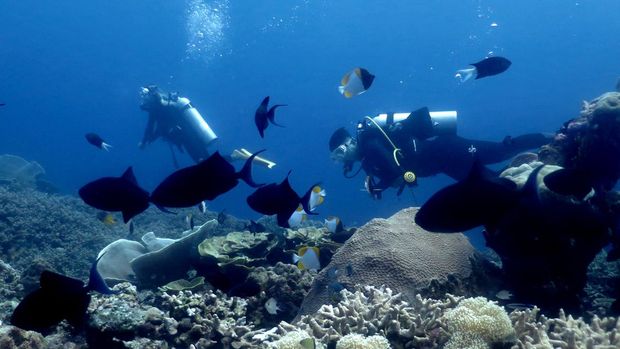 Keindahan bawah laut Indonesia sungguh mempesona. Hal itu terlihat di Tomia, Wakatobi, Sultra, yang bawah lautnya punya ratusan spesies ikan dan terumbu karang.