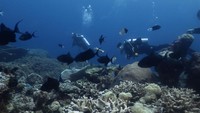 Wisatawan didampingi Wakatobi Dive Trip menyelam di dalam laut, di Tomia, Wakatobi, Sulawesi Tenggara, Senin (13/6/2022).