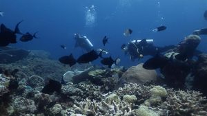 Terpesona Keindahan Bawah Laut Tomia Wakatobi