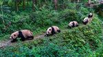 Melihat Tingkah Lucu Panda Raksasa di Penangkaran Terbesar Dunia