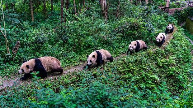 CHENGDU, CHINA - JUNE 13: Giant pandas are seen at Chengdu Research Base of Giant Panda Breeding on June 13, 2022 in Chengdu, Sichuan Province of China. (Photo by Xu Jun/VCG via Getty Images)