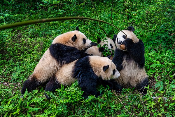 Sebagian besar keseharian panda untuk makan. Mereka bisa 10-16 jam hanya untuk makan saja.  (Xu Jun/VCG via Getty Images)