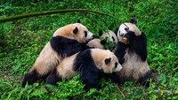 Sebagian besar keseharian panda untuk makan. Mereka bisa 10-16 jam hanya untuk makan saja.  (Xu Jun/VCG via Getty Images)