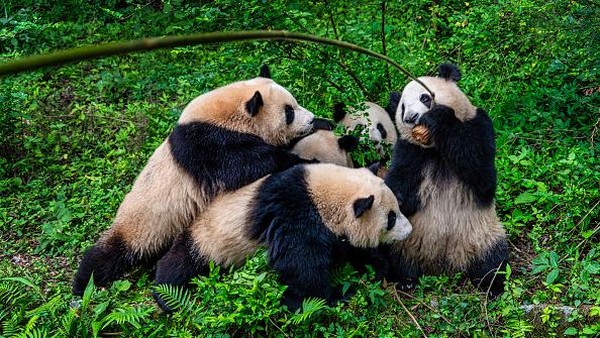 Chengdu mendapat julukan sebagai ibu kota panda. Maklum, 70-80% panda yang ada di China hidup di Provinsi Sichuan yang ibu kotanya adalah Chengdu.