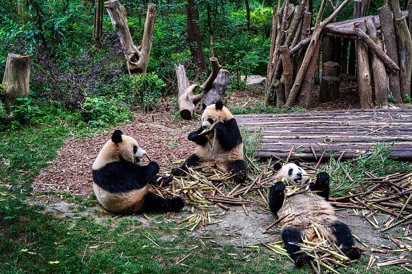 CHENGDU, CHINA - JUNE 13: Giant pandas are seen at Chengdu Research Base of Giant Panda Breeding on June 13, 2022 in Chengdu, Sichuan Province of China. (Photo by Xu Jun/VCG via Getty Images)