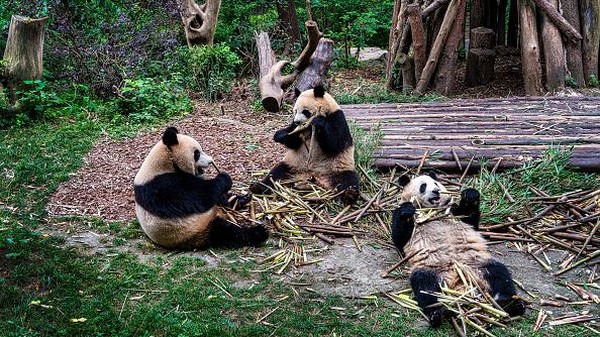 Para panda juga dilatih di sini. Panda dikondisikan seolah-olah hidup di dunia liar dengan banyak pohon bambu yang memang sengaja dibudidayakan. Proses itu sampai Panda siap dan dilepas ke alam liar.