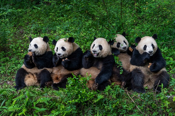CHENGDU, CHINA - JUNE 13: Giant pandas are seen at Chengdu Research Base of Giant Panda Breeding on June 13, 2022 in Chengdu, Sichuan Province of China. (Photo by Xu Jun/VCG via Getty Images)
