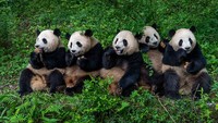 Panda raksasa terlihat di Chengdu Research Base of Giant Panda Breeding di Chengdu, Sichuan, China, Senin (13/6/2022). Lokasi ini jauh dari Ibu Kota Beijing, sekitar 2,5 jam penerbangan menuju arah selatan.