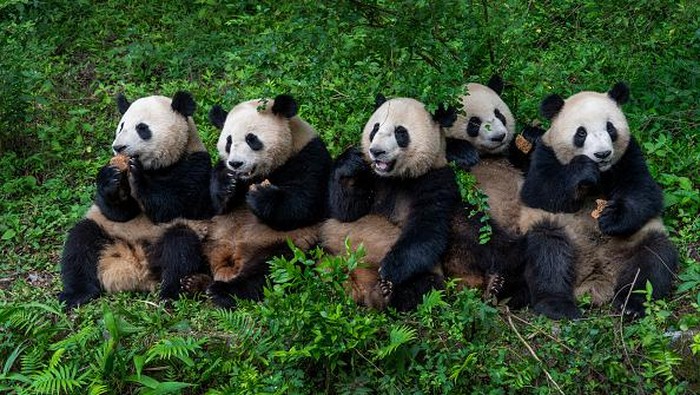 Tingkah Lucu Giant Panda di Penangkaran Terbesar Dunia CHENGDU, CHINA - JUNE 13: Giant pandas are seen at Chengdu Research Base of Giant Panda Breeding on June 13, 2022 in Chengdu, Sichuan Province of China. (Photo by Xu Jun/VCG via Getty Images)