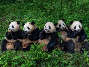 Turis Di-blacklist Lihat Panda Seumur Hidup karena... Tongkat Selfie