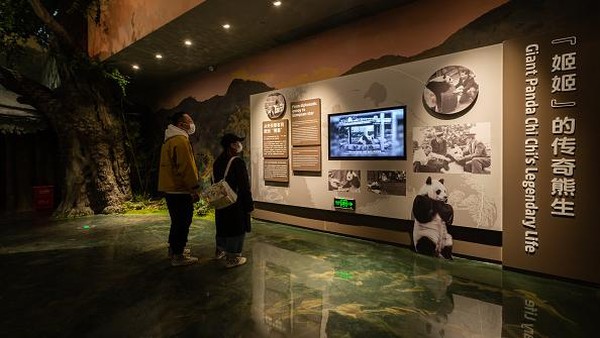 Di dalam Panda Base ini juga terdapat Giant Panda Museum untuk menumbuhkan kesadaran publik tentang pentingnya melindungi hewan liar dan lingkungan mereka